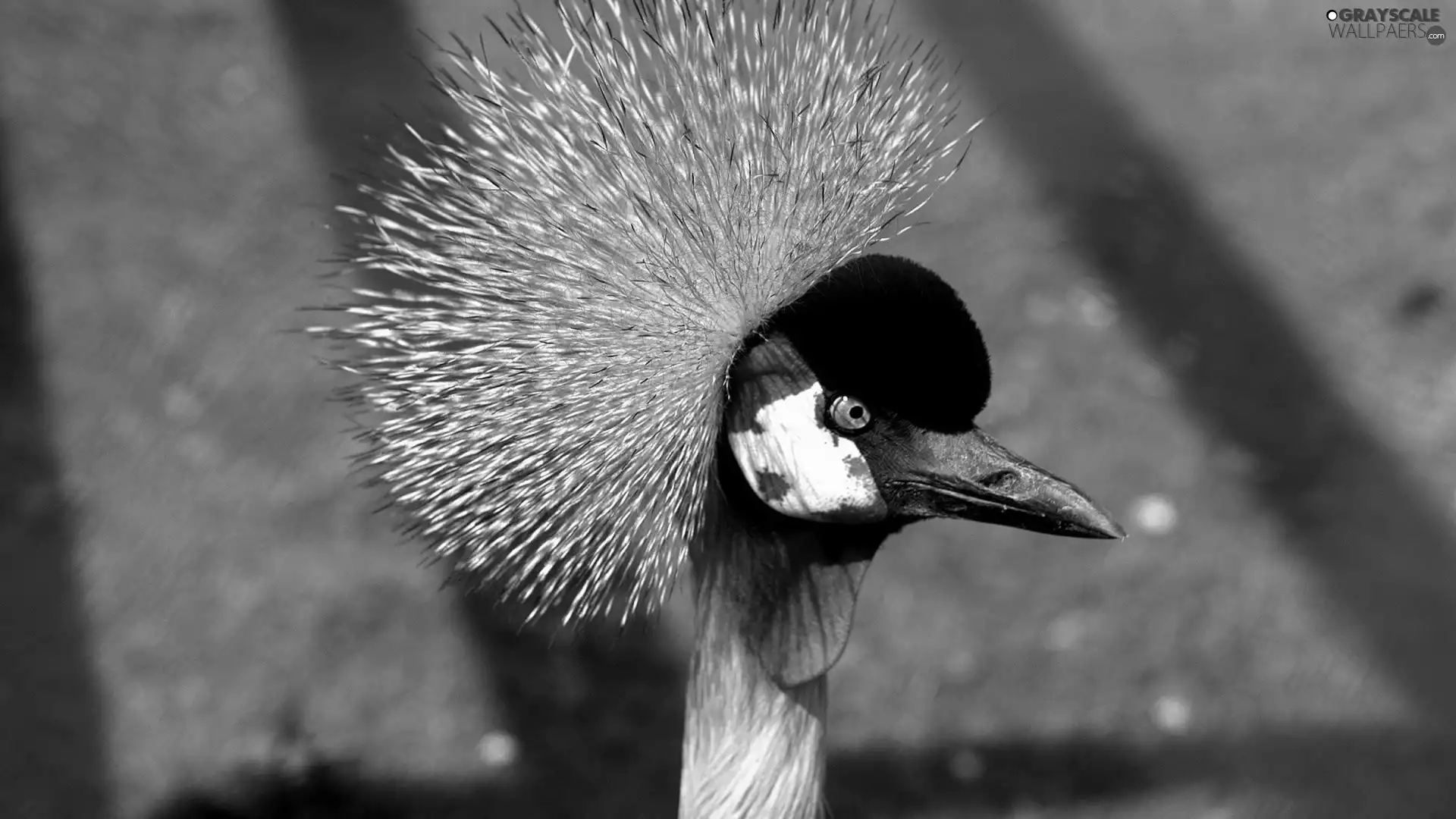 crane, Head