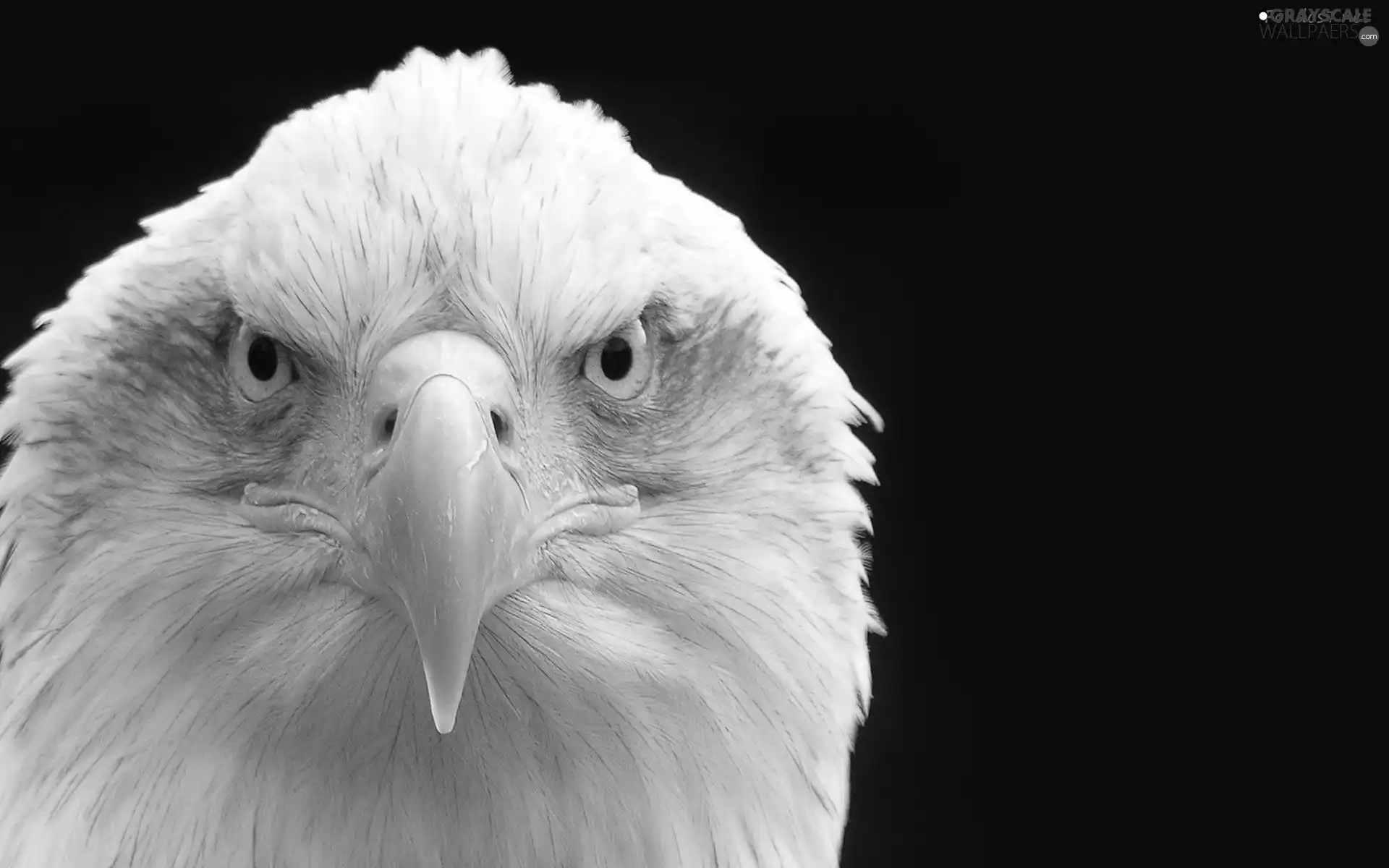 American Bald Eagle