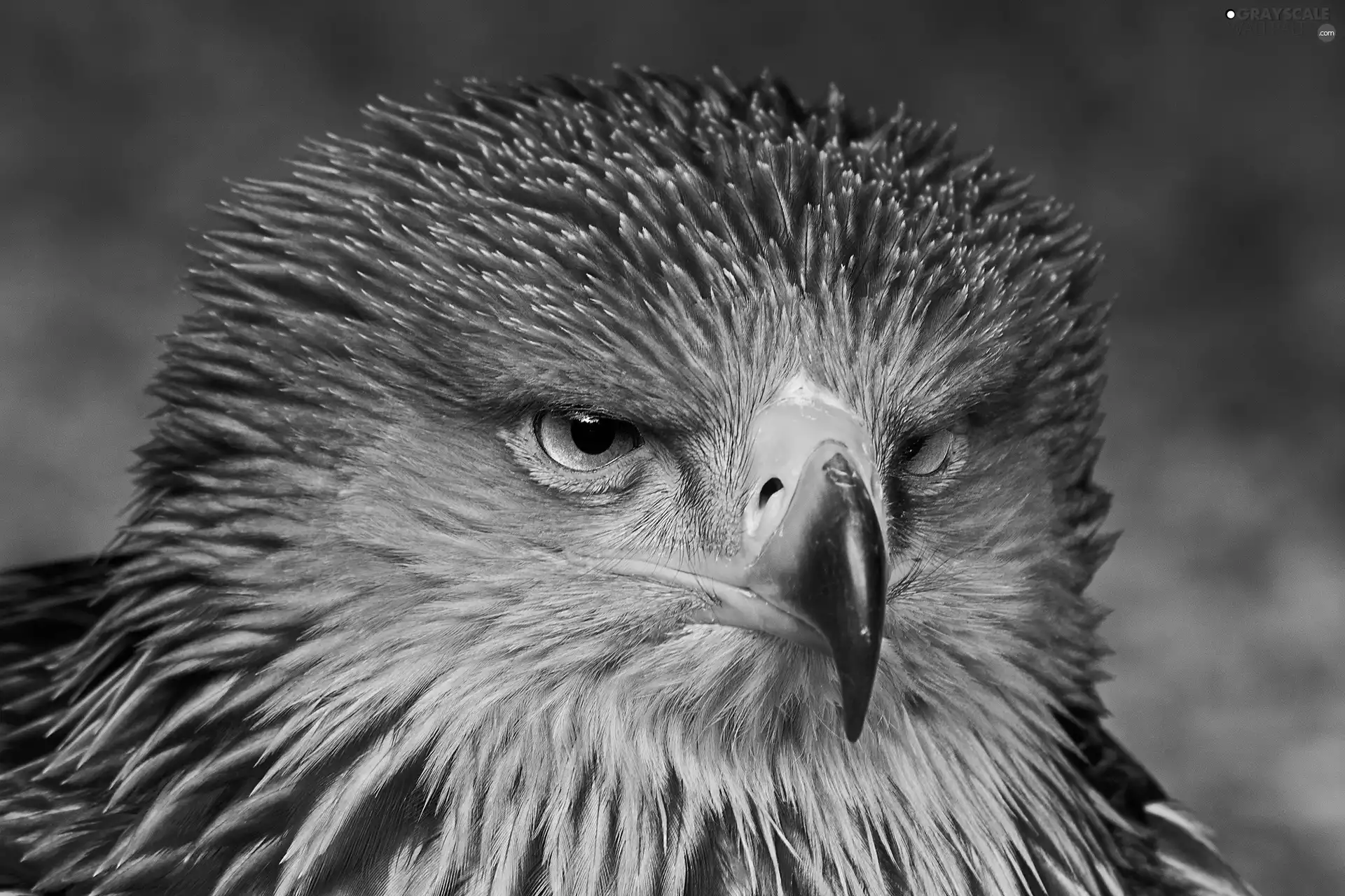 eagle, Head