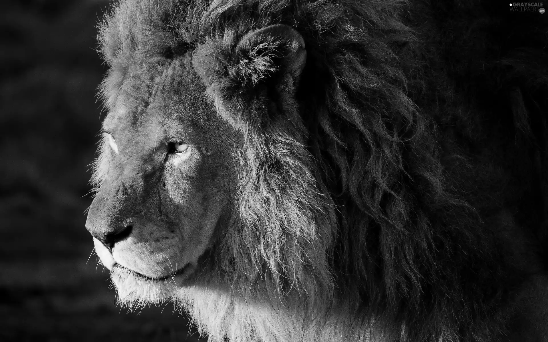 Lion, Head