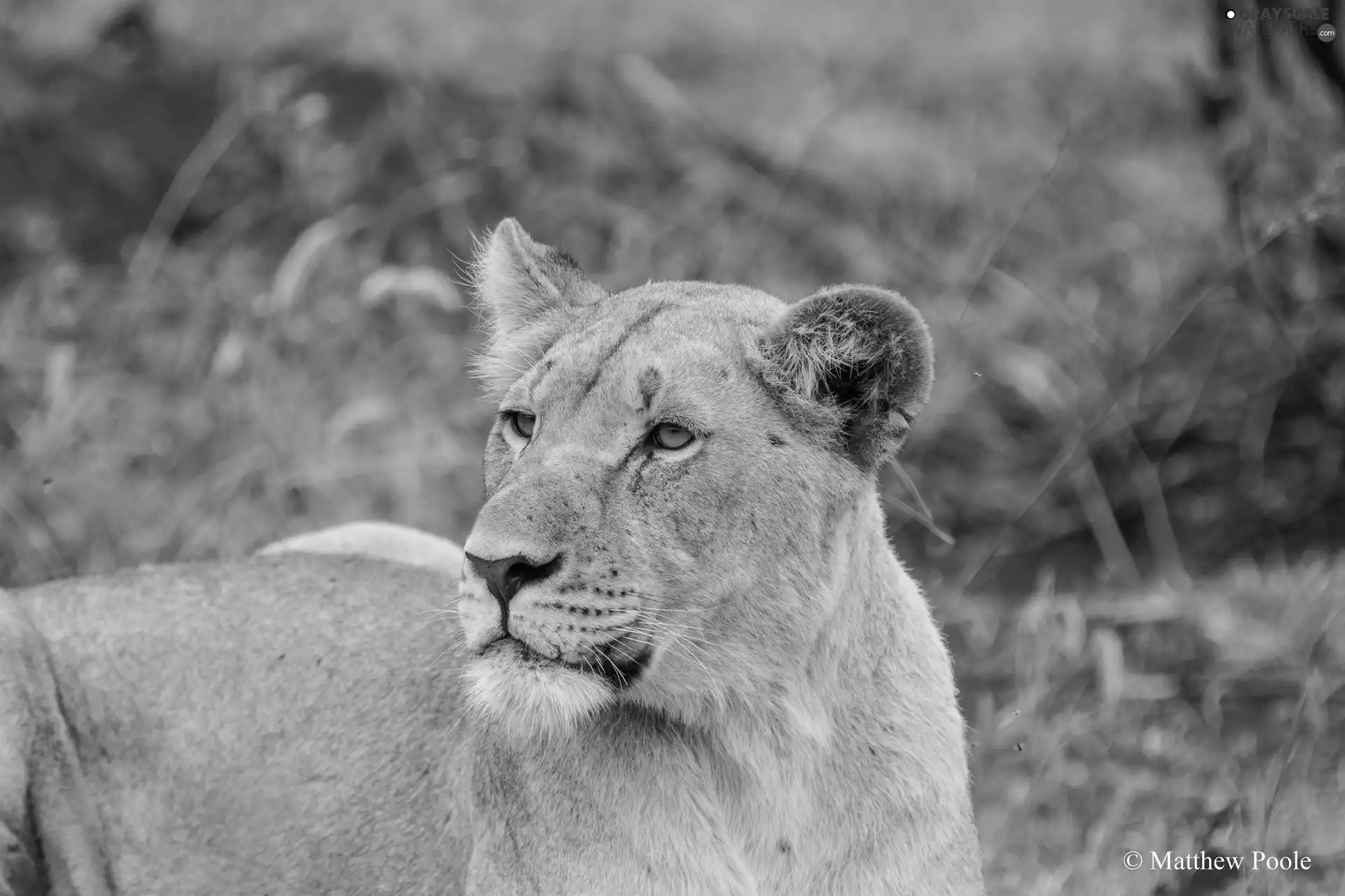 Lioness, Head