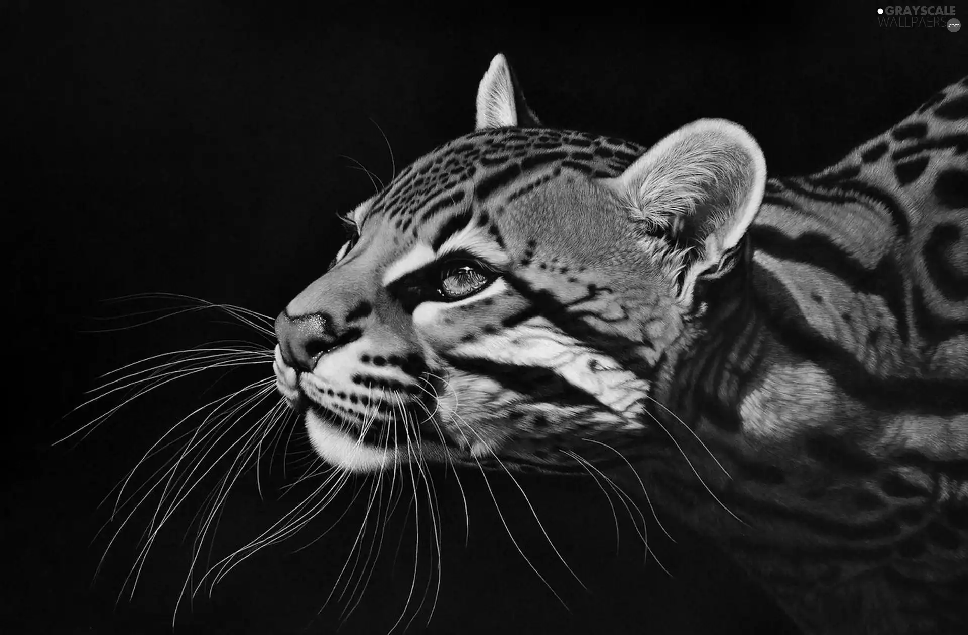 Head, ocelot, moustache