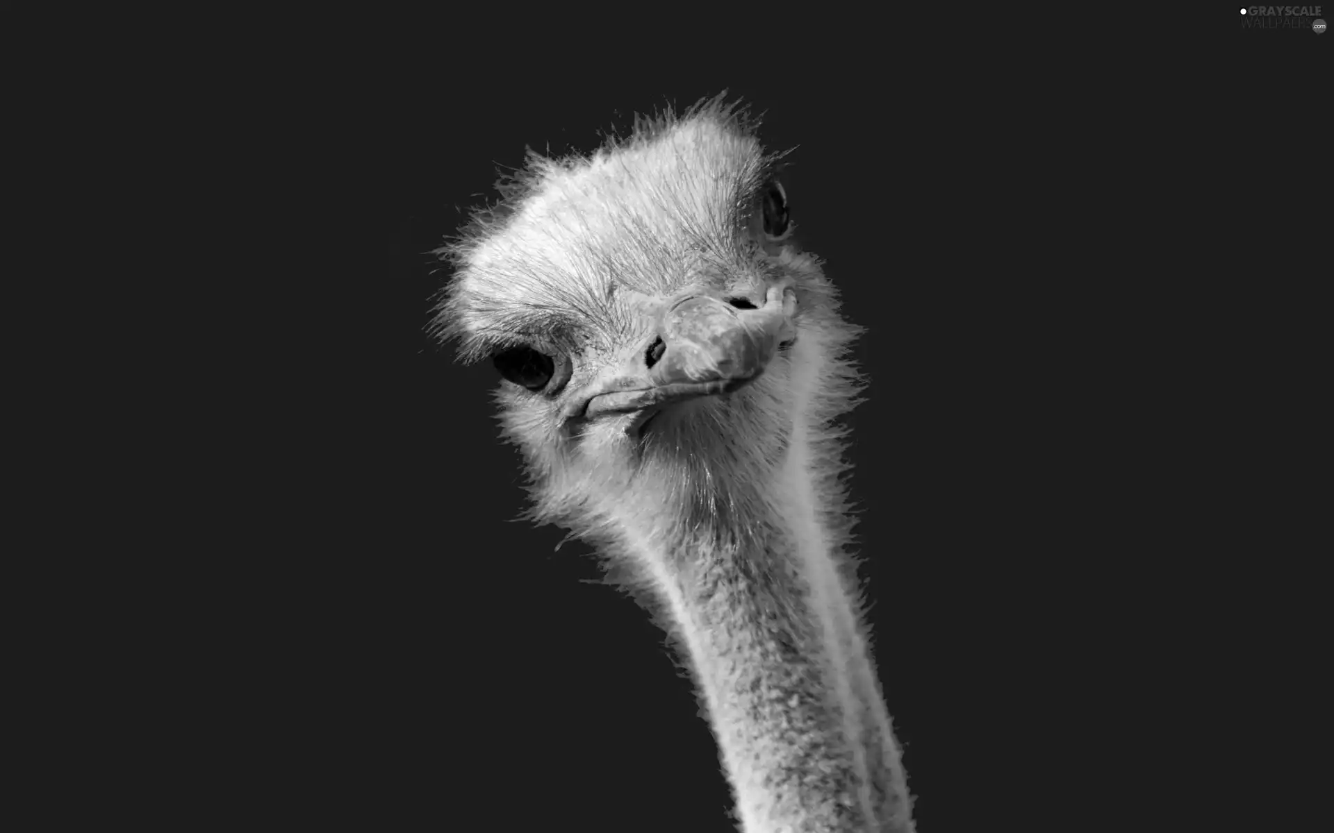 ostrich, Head