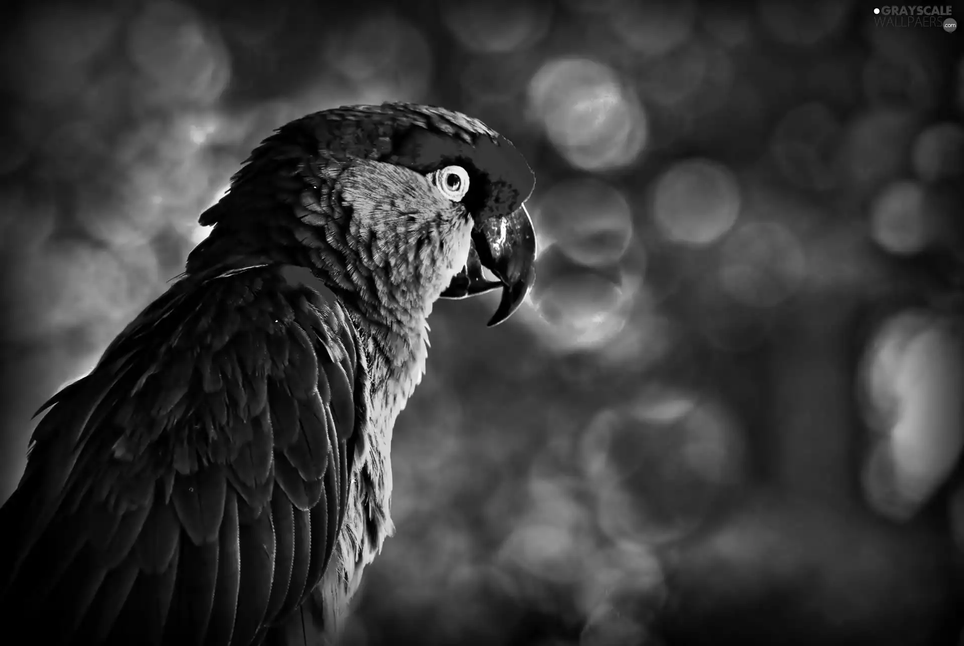 parrot, Head