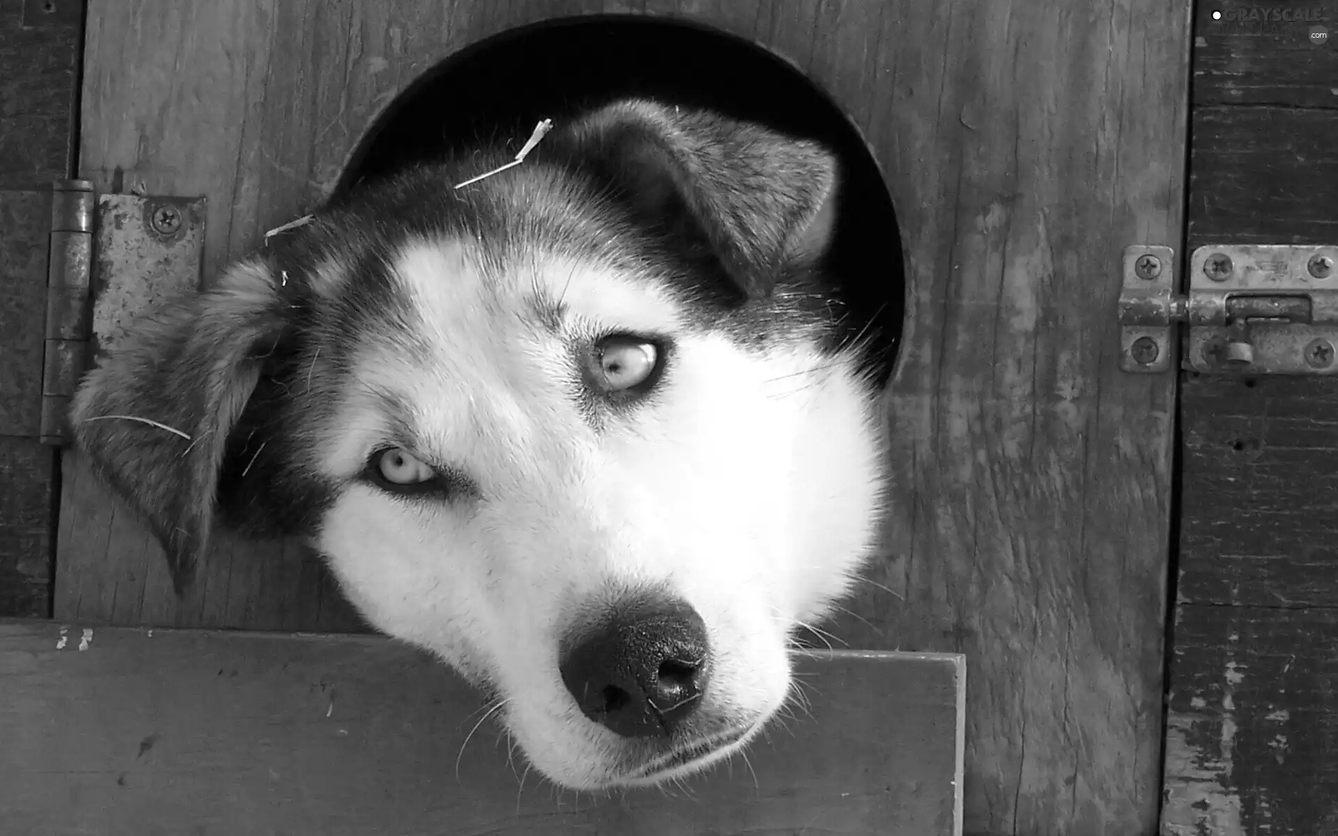 sad, doggy, Head, closed