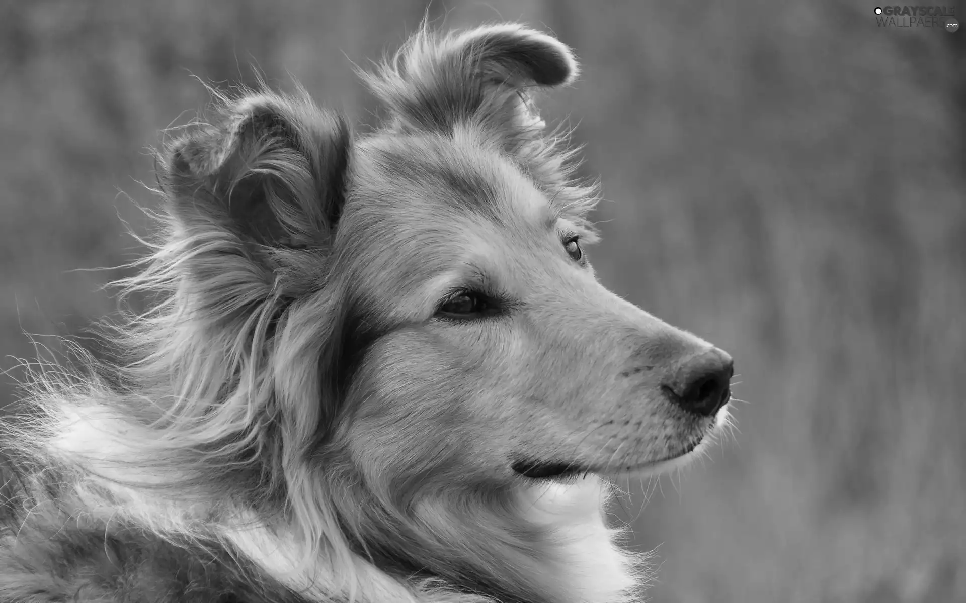 dog, Scotch, Head, sheep-dog