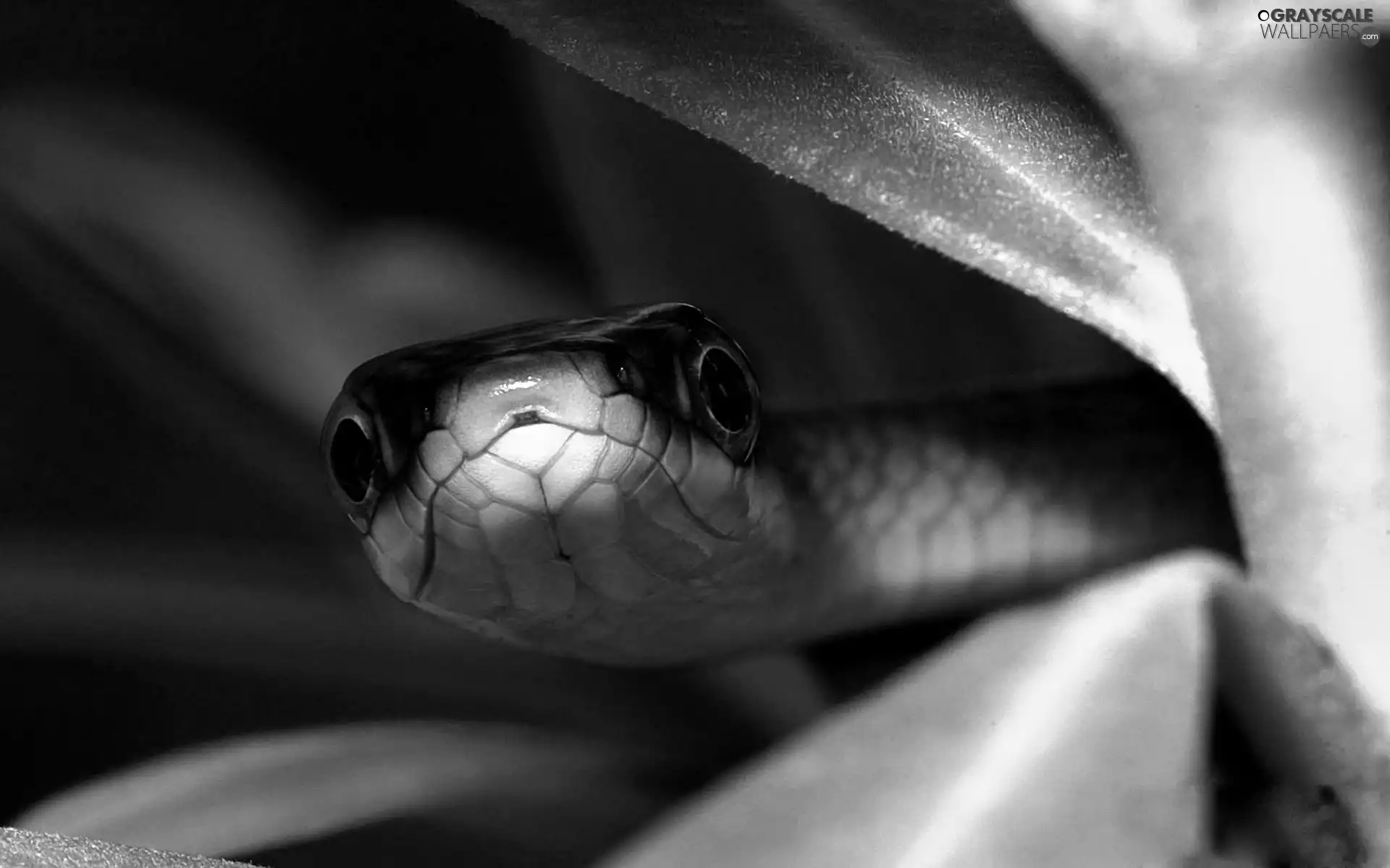 Head, Green, Snake