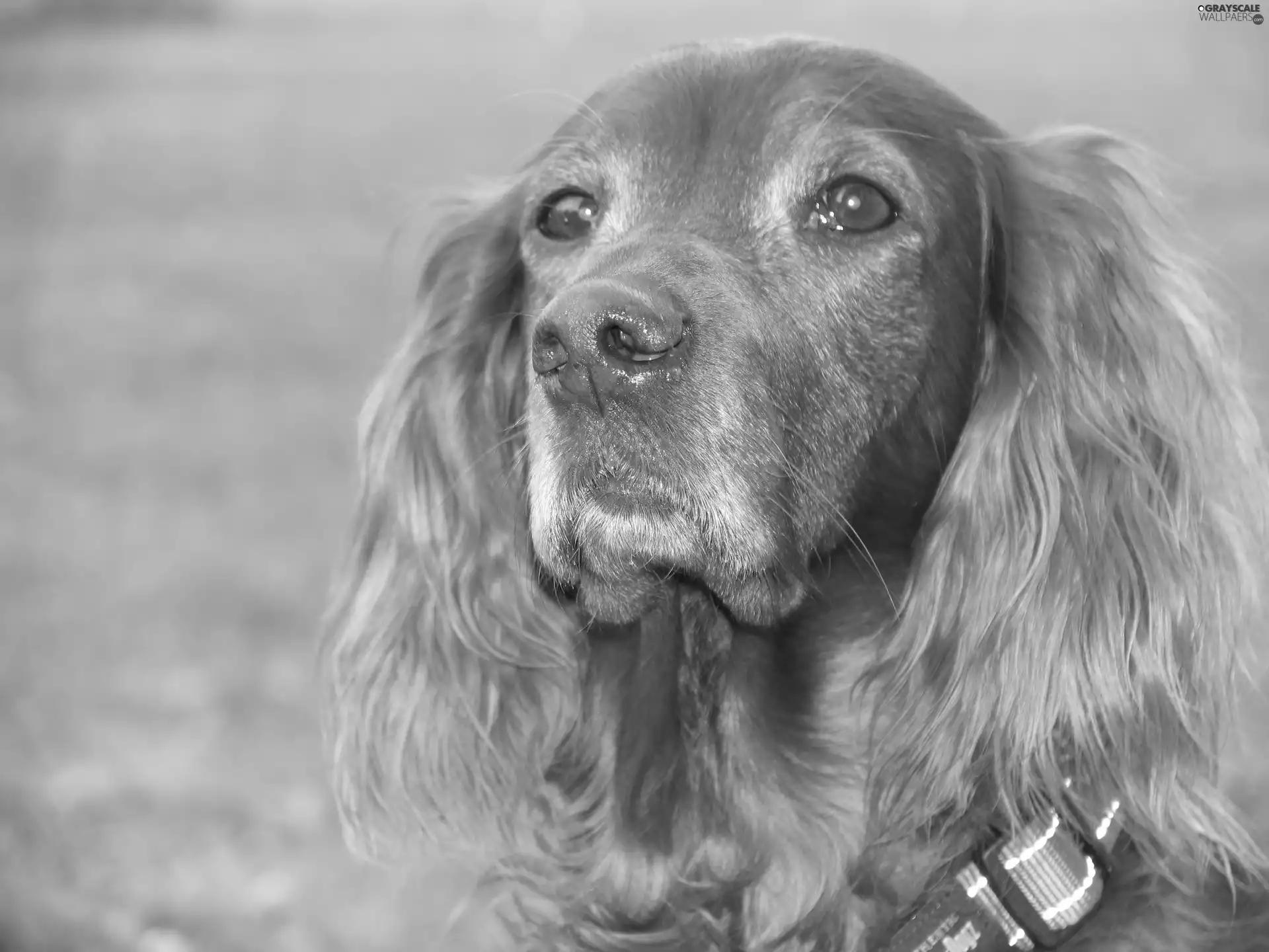 head, Cocker, Spaniel