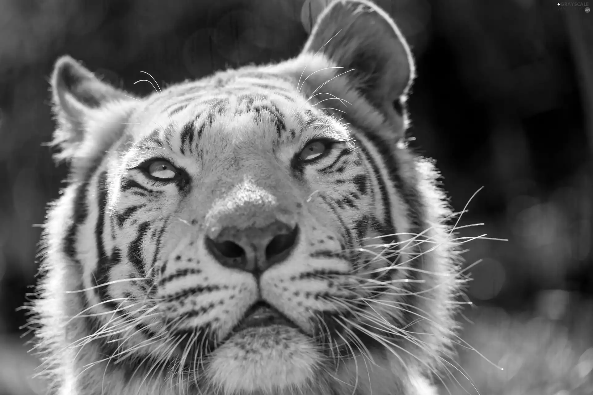 Head, White, tiger