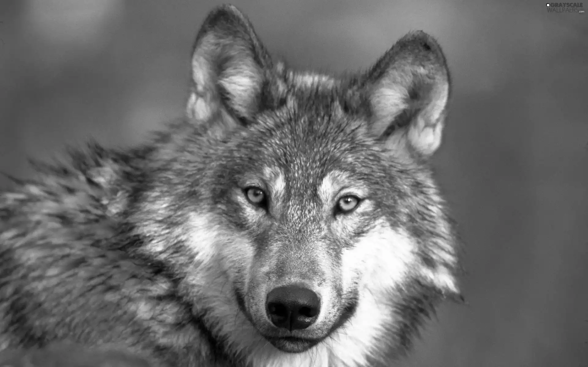 Wolf, Head