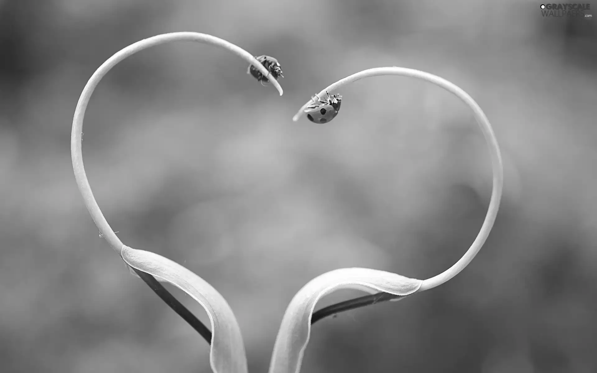 Heart, plant, ladybugs