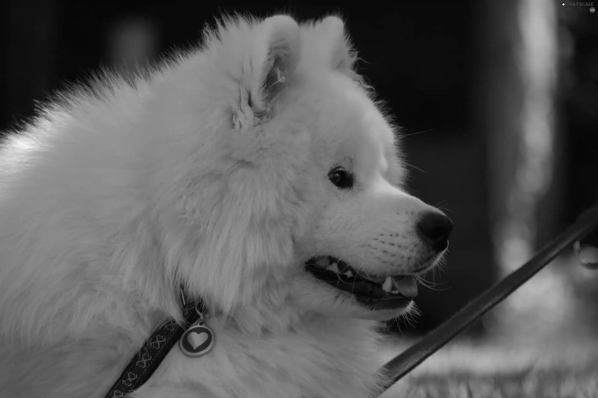 Leash, Samojed, Heart teddybear