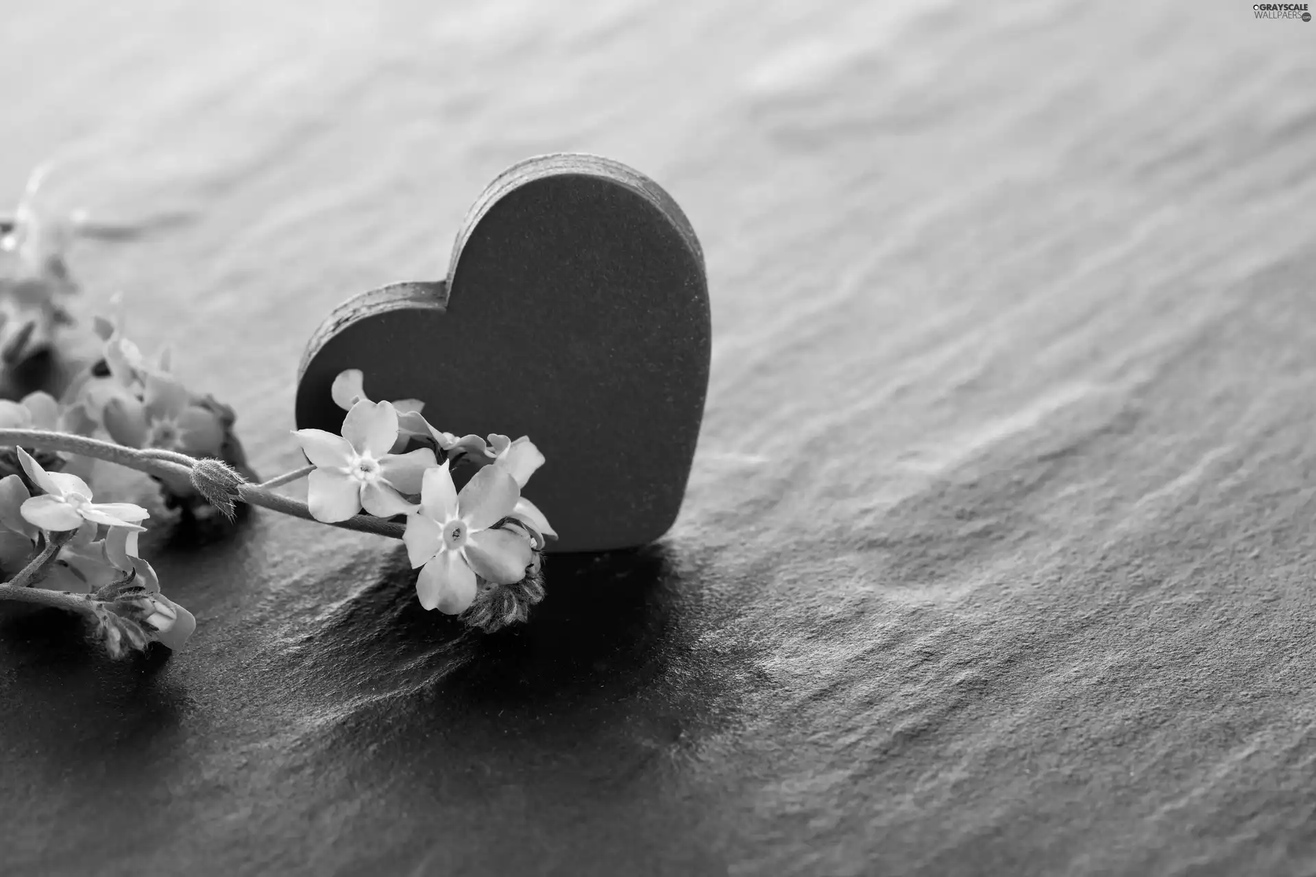 forget-me-not, Heart teddybear