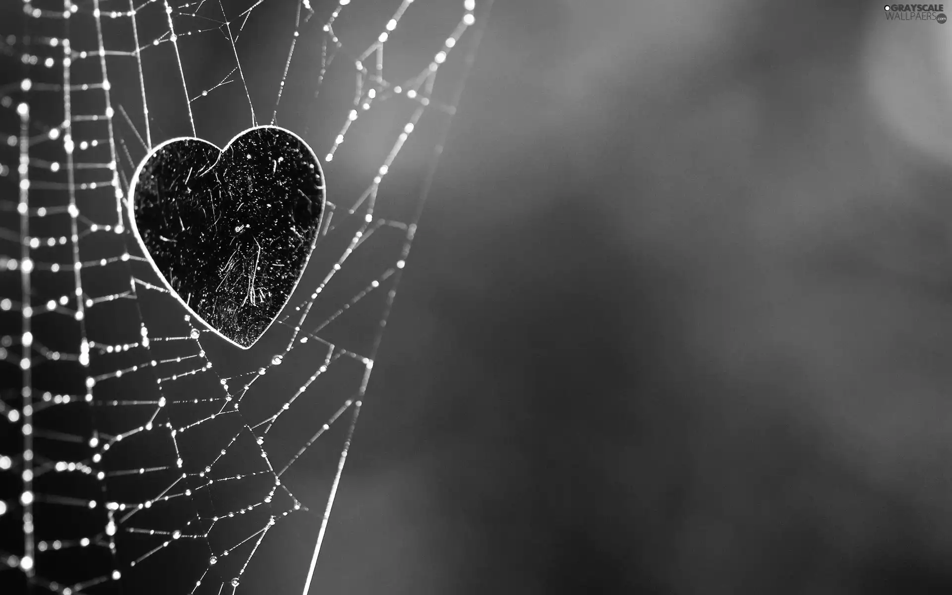 Heart, Web, Red