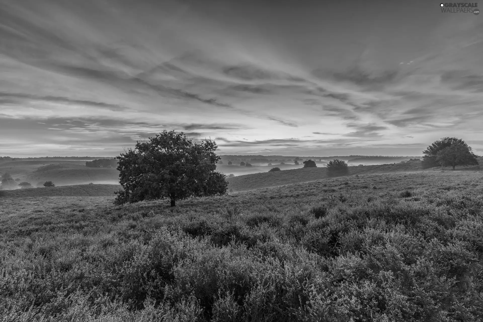 Veluwezoom National Park, heath, Province of Gelderland, Netherlands, viewes, clouds, Fog, trees, heathers