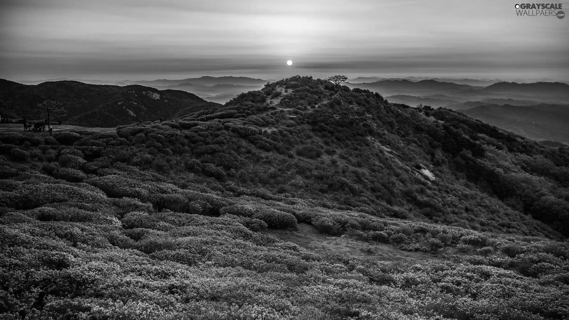 viewes, Mountains, heathers, trees, Great Sunsets, Flowers, heath