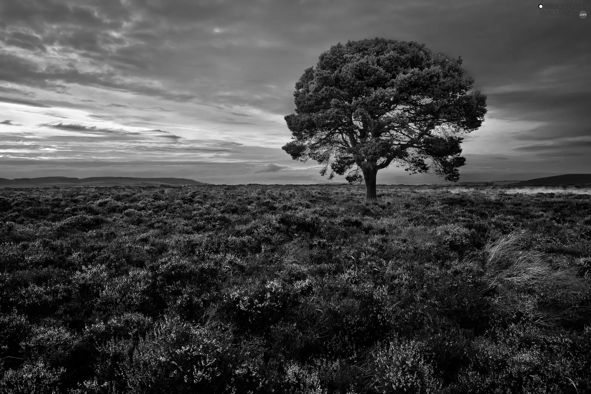 Great Sunsets, trees, heath
