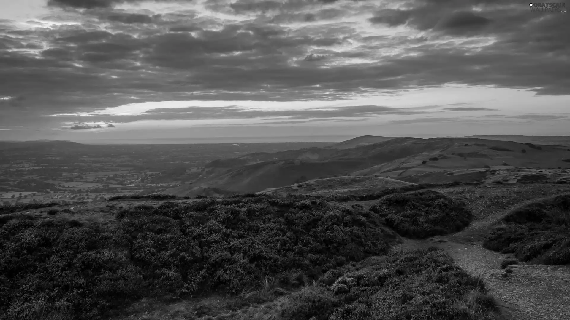 heather, The Hills, heath