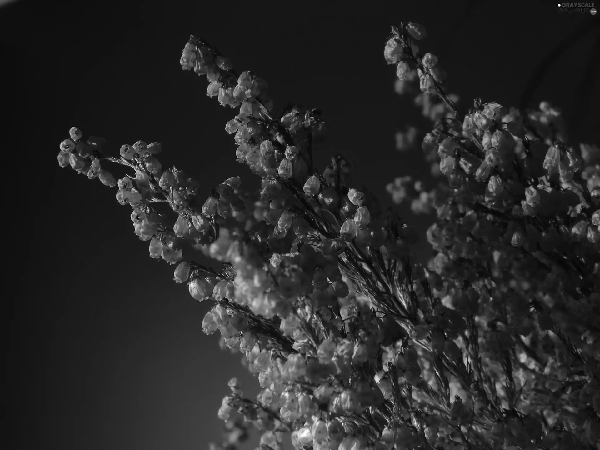 flower, heather