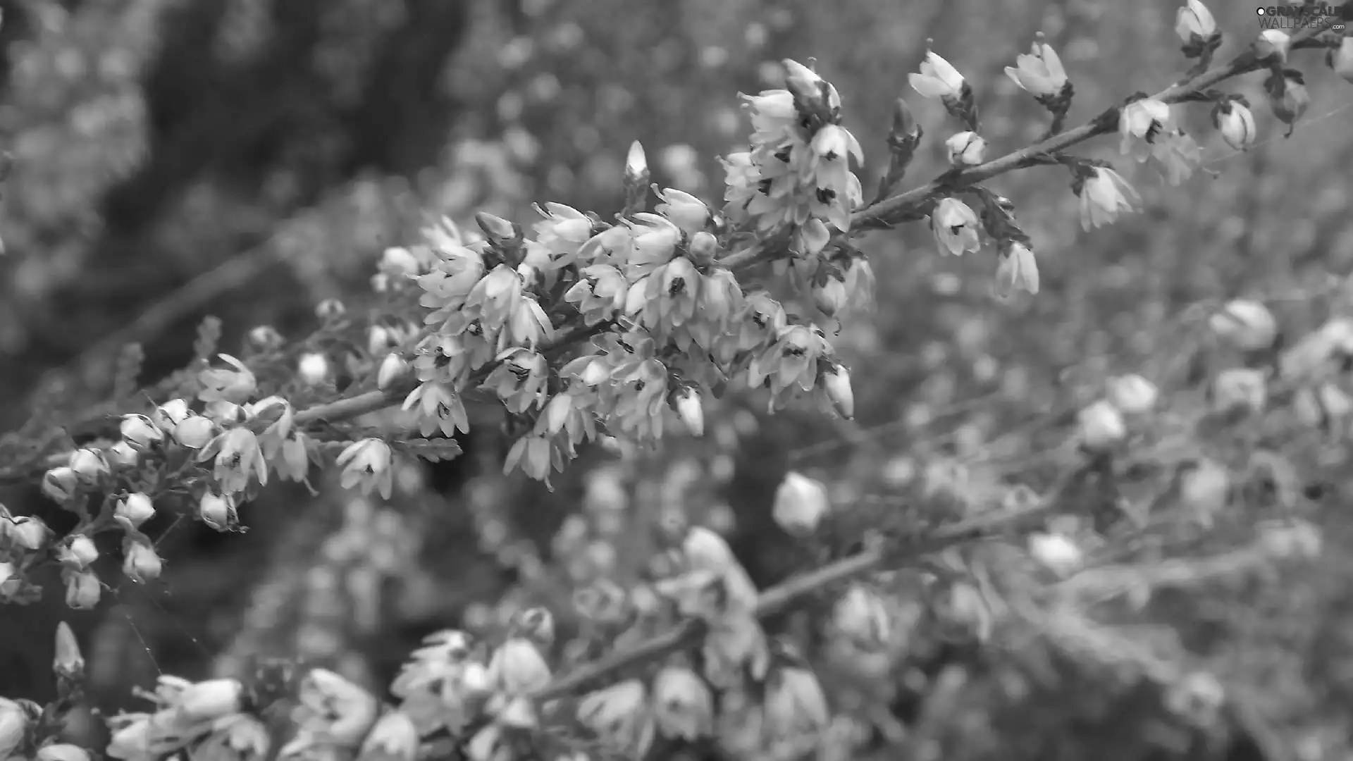 lilac, heather