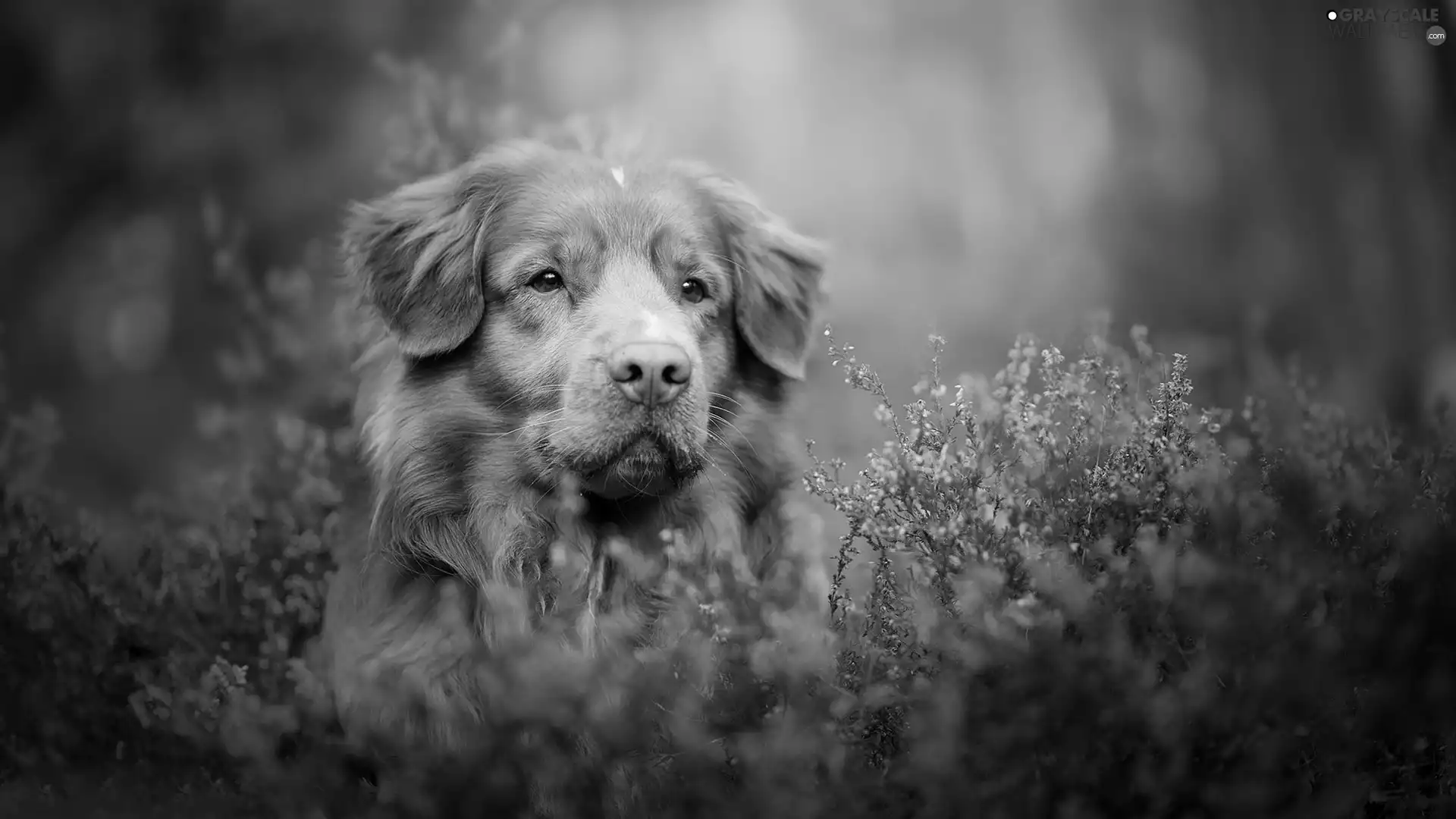 dog, muzzle, heather, Retriever Nova Scotia