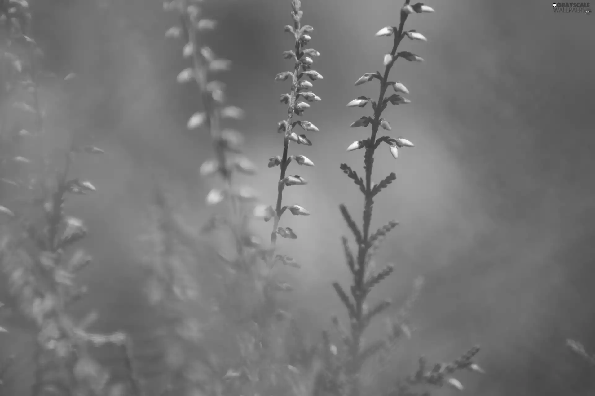 Twigs, Violet, Heather ordinary