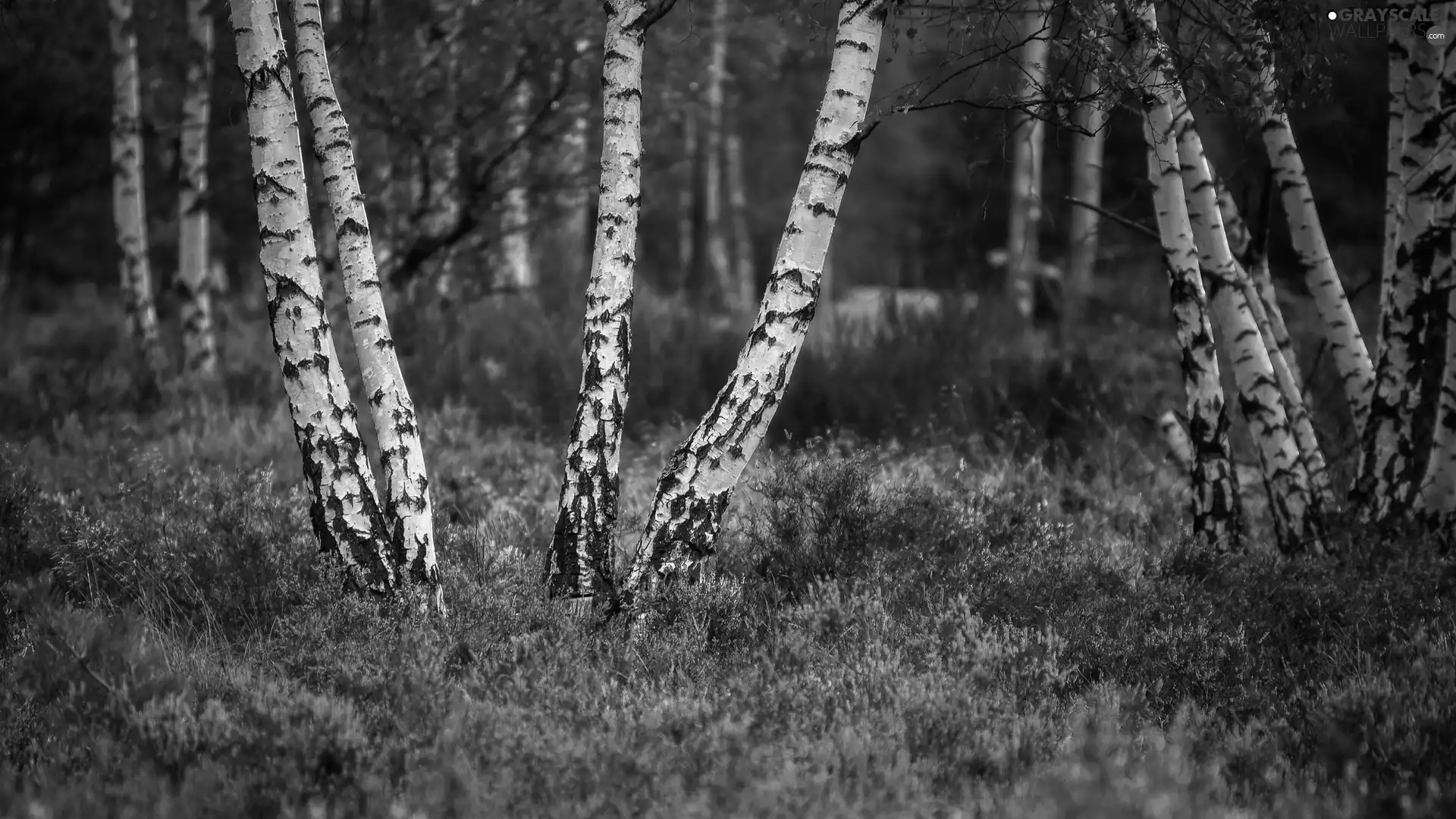 Stems, heather, viewes, birch, trees