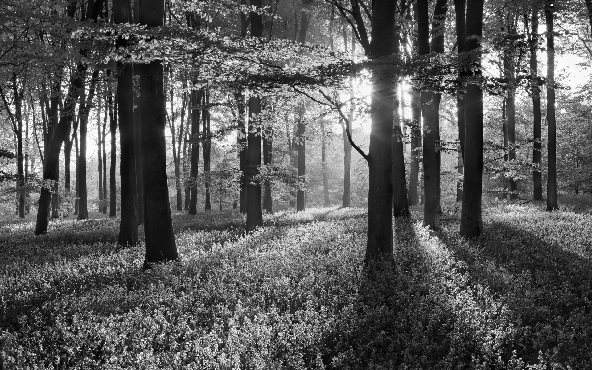 forest, viewes, heathers, trees