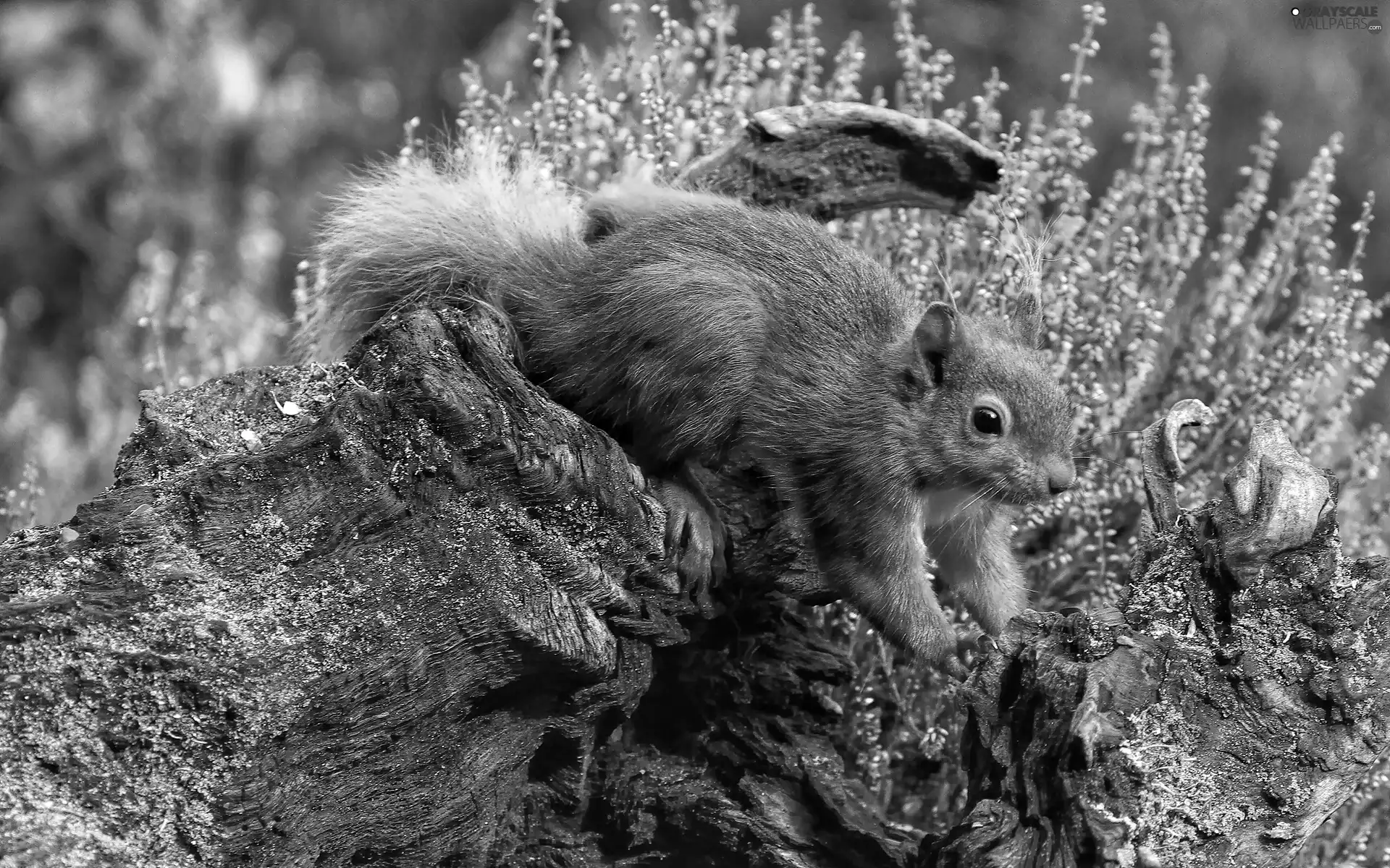 Ginger, Rocks, heathers, squirrel