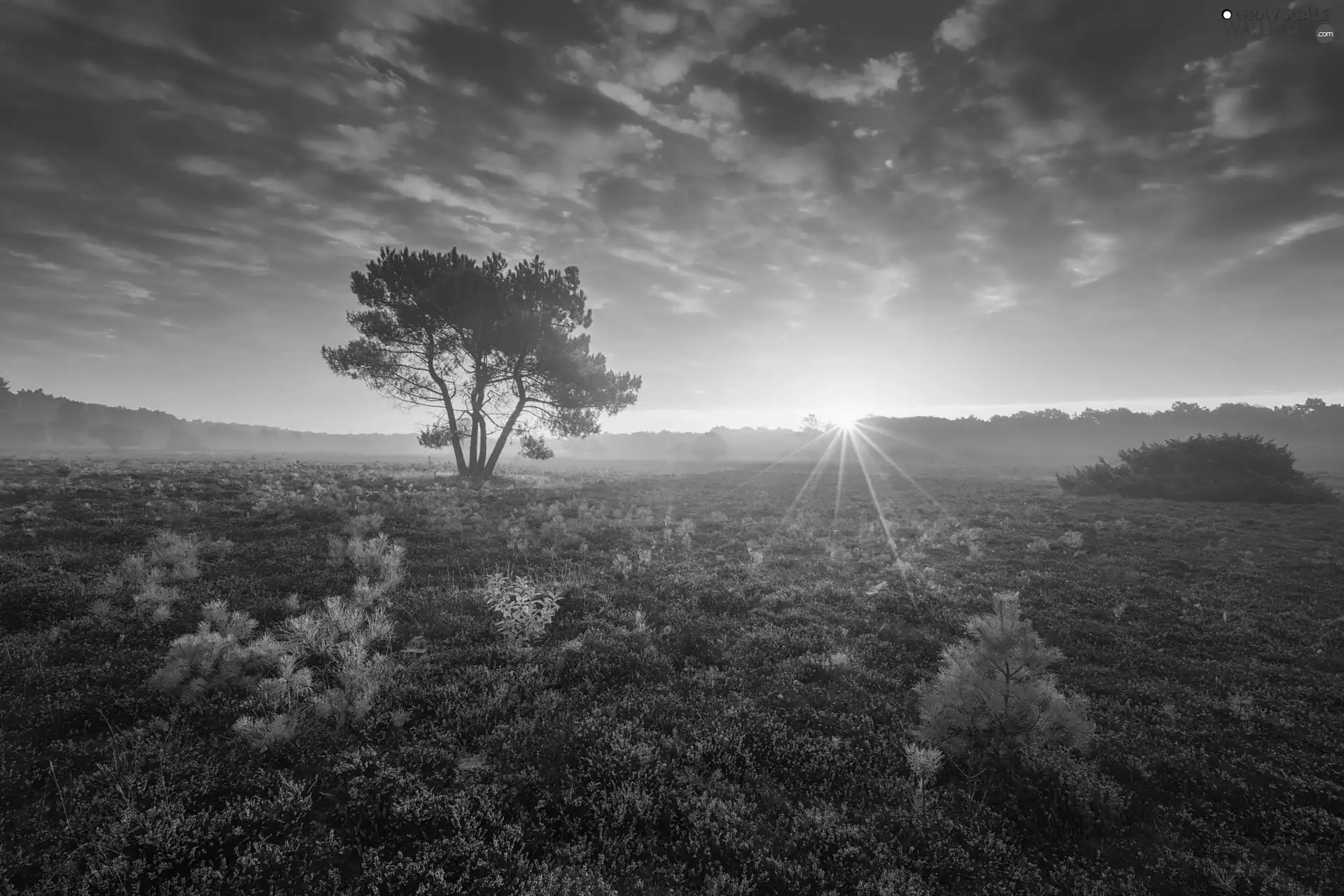 heath, Great Sunsets, trees, Meadow, Netherlands, heathers, viewes
