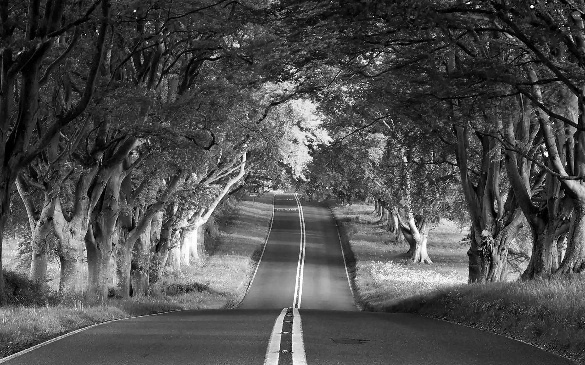 Way, summer, hedge, trees, flash, luminosity, ligh, sun, Przebijające