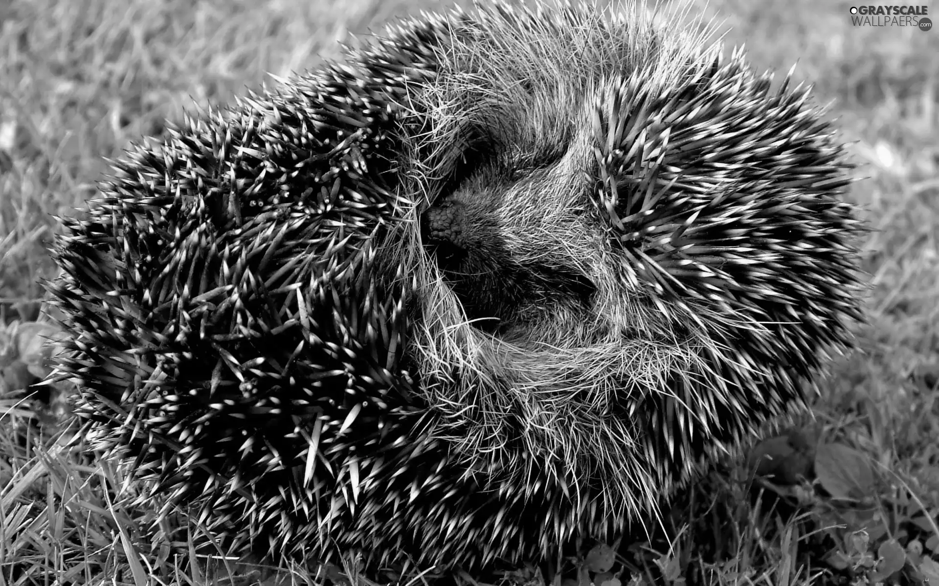 hedgehog, grass, convoluted