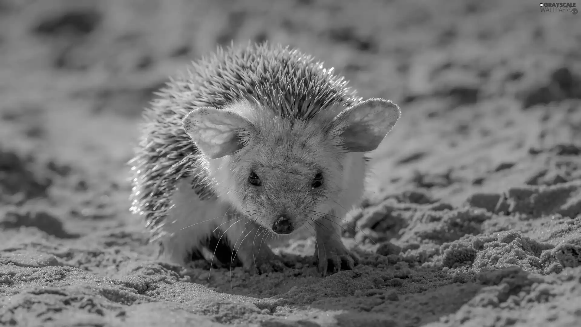 hedgehog, Sand