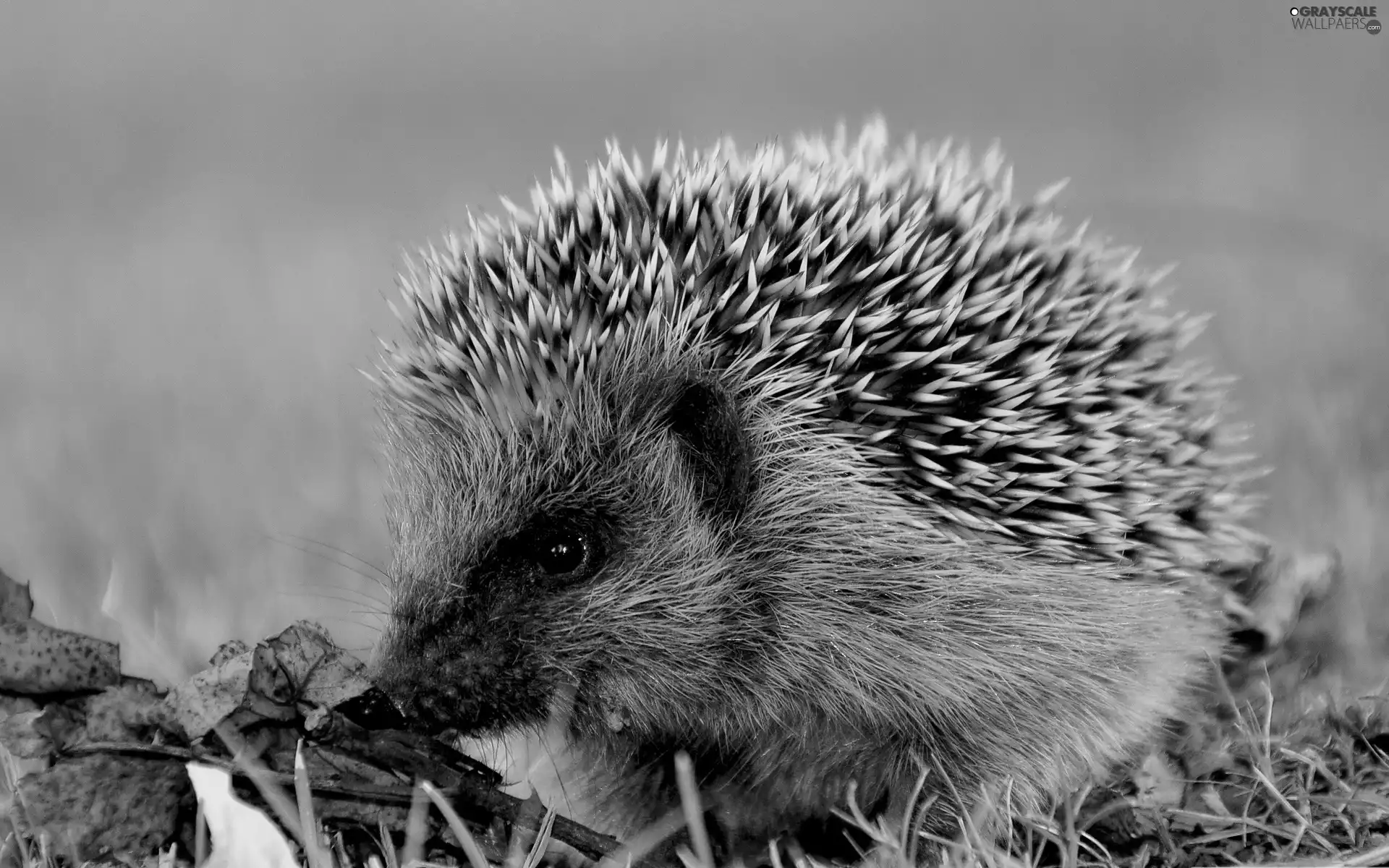 small, hedgehog