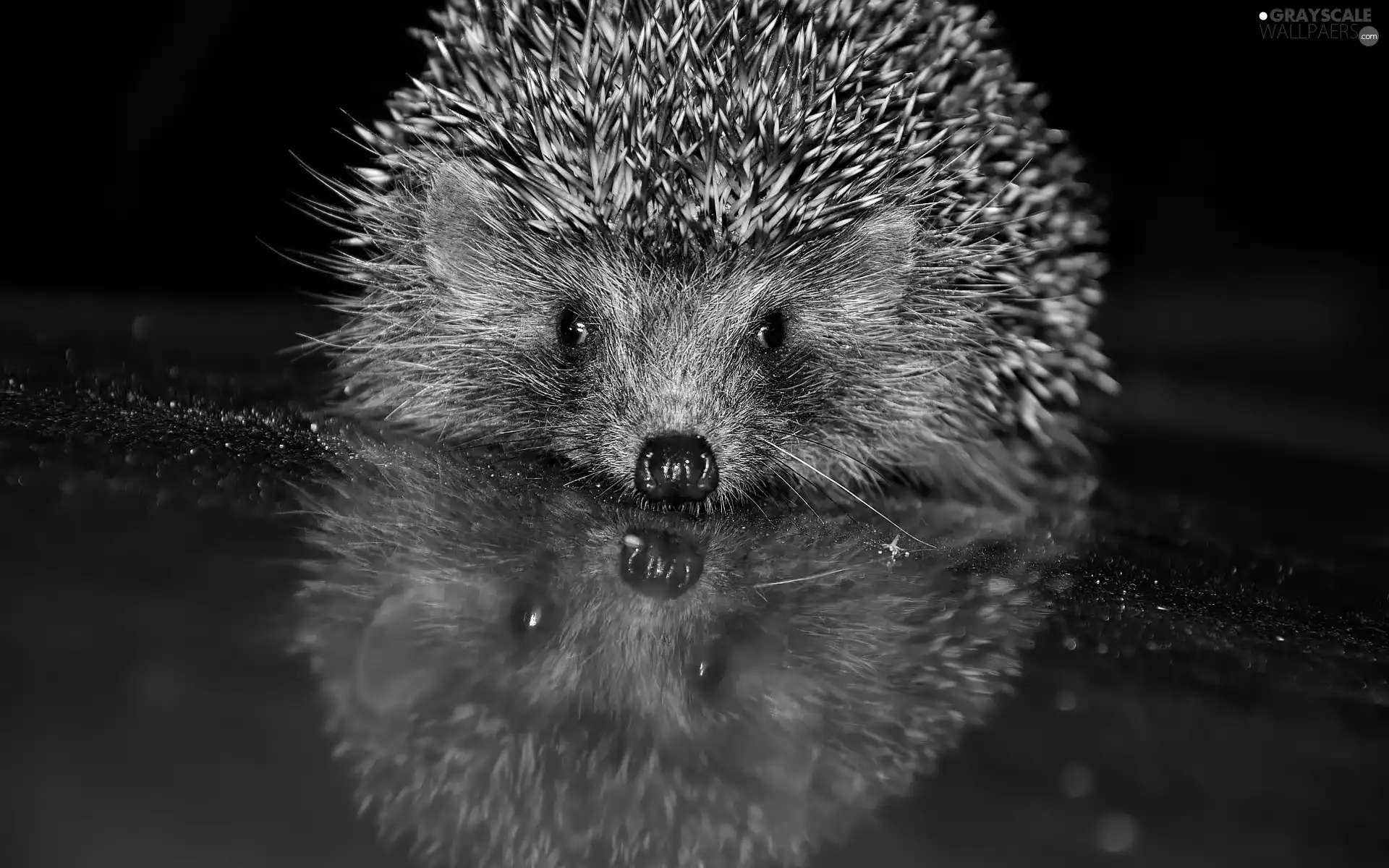hedgehog