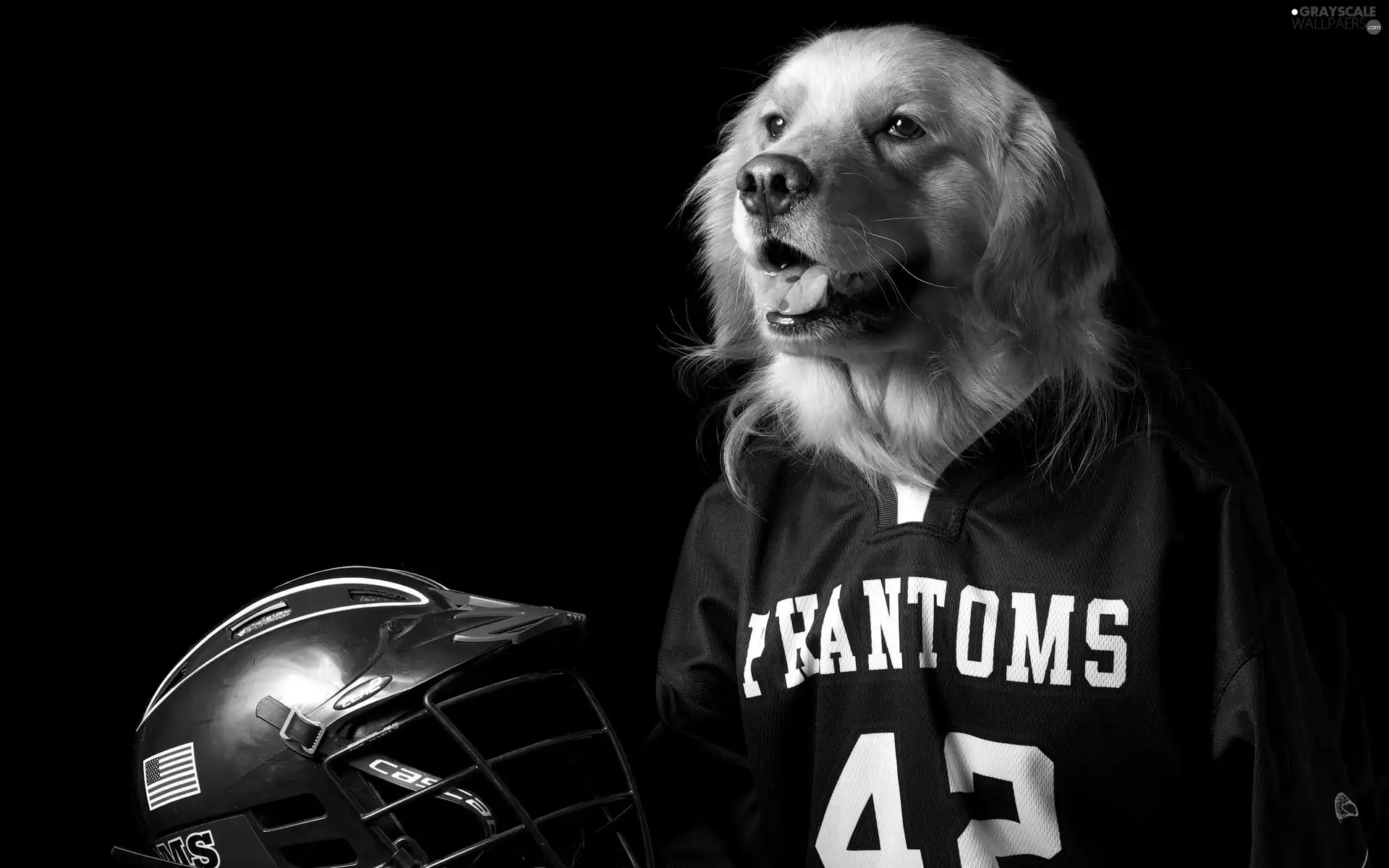 dog, Shirt, helmet, Golden Retriever