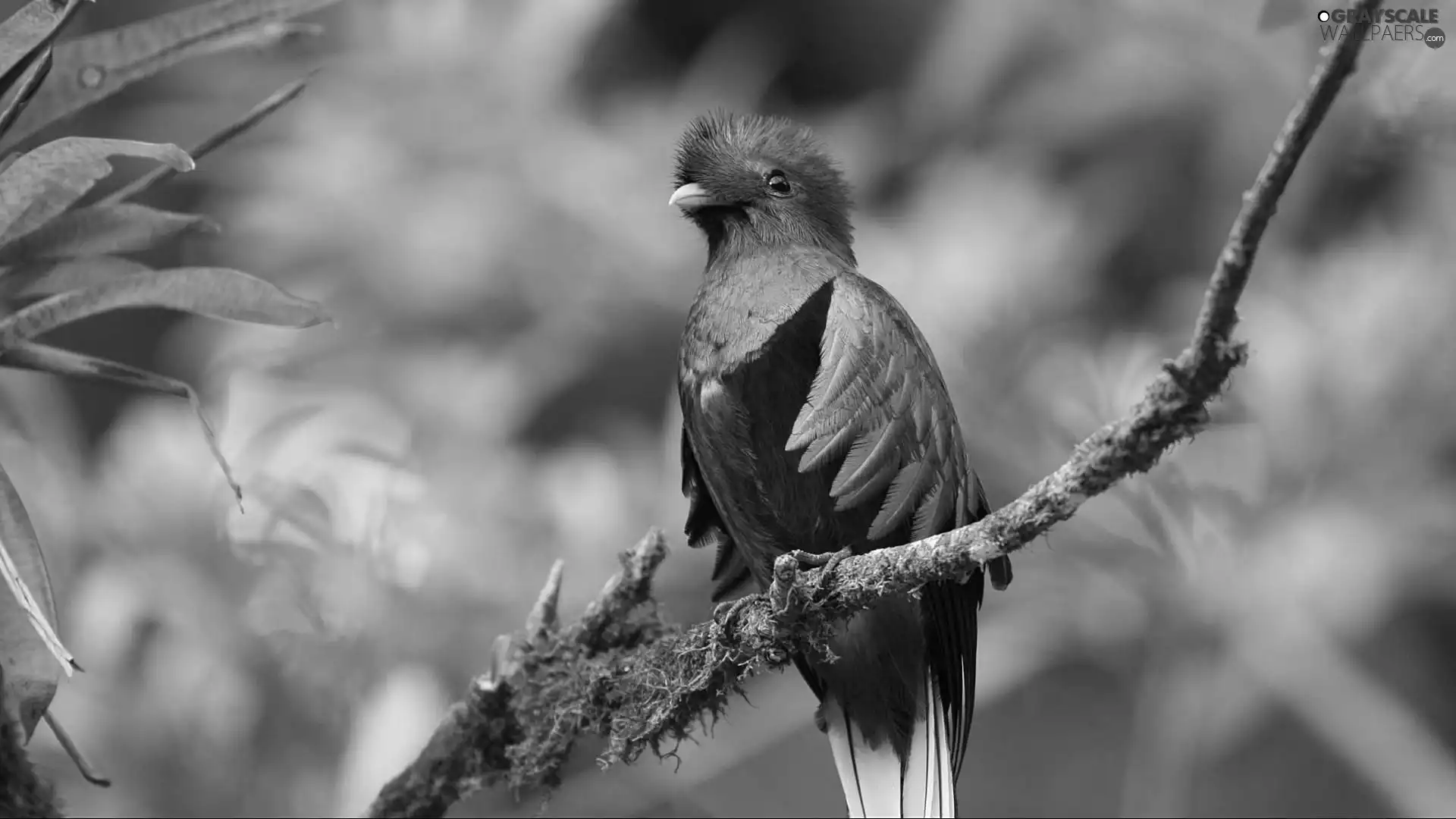 color, Quetzal Heraldic