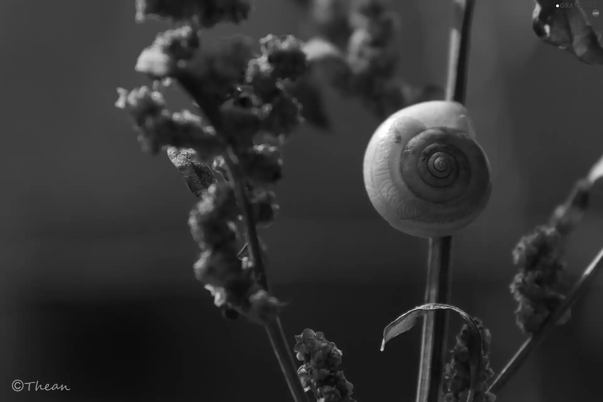 snail, The herb