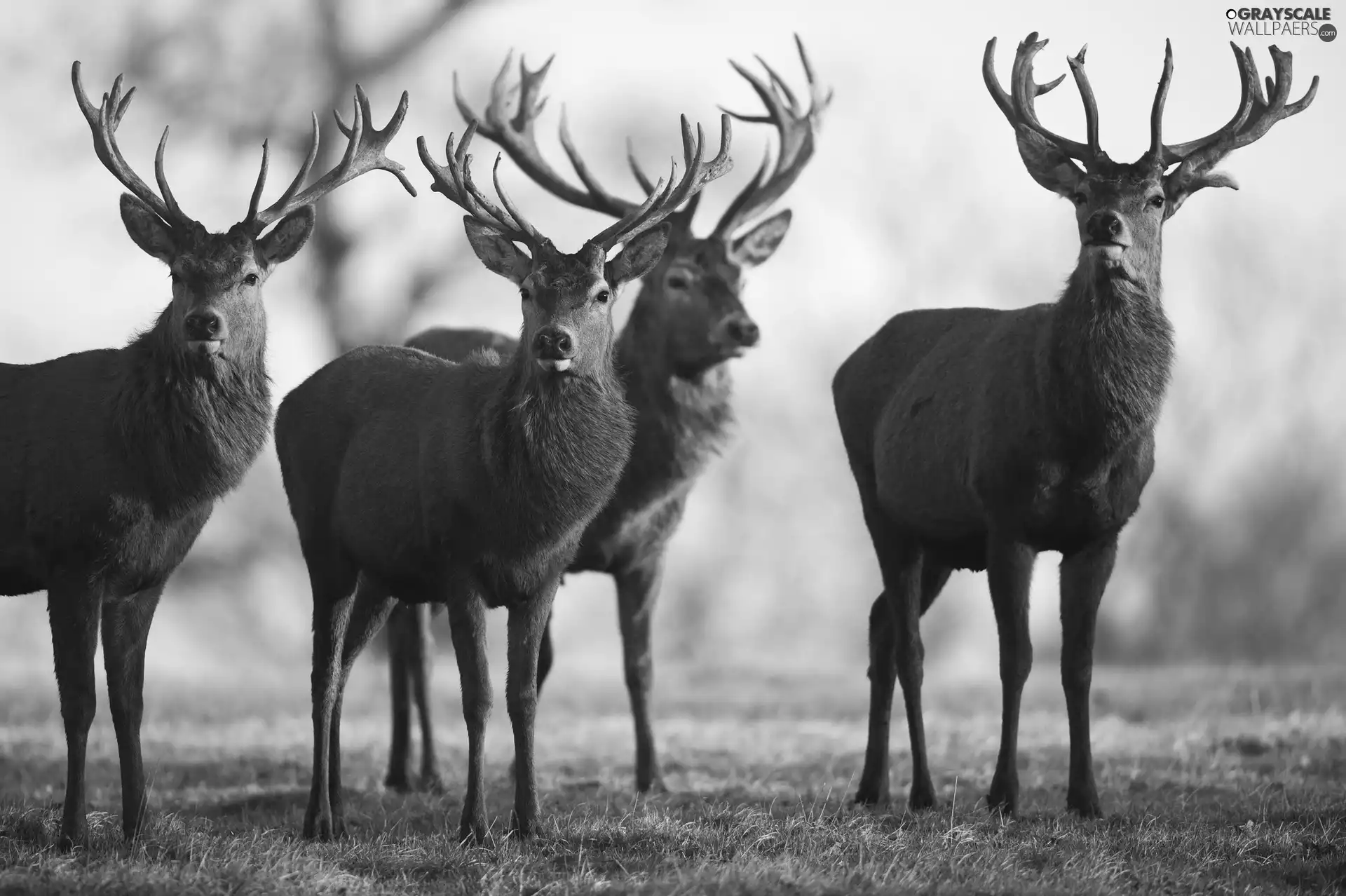 car in the meadow, Deer, herd