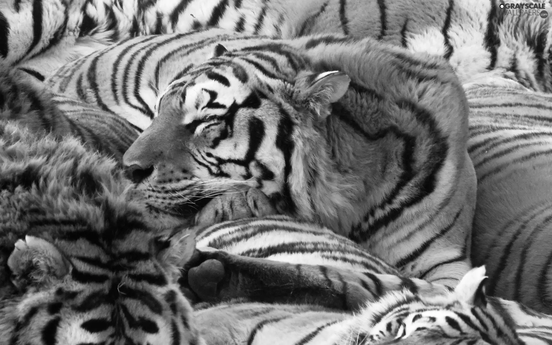herd, Sleeping, tigress