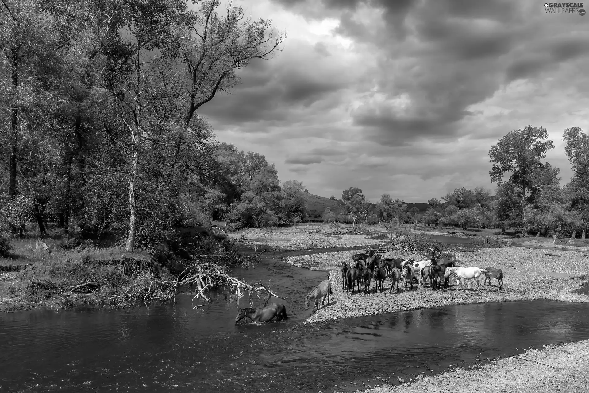 bloodstock, herd, viewes, River, trees