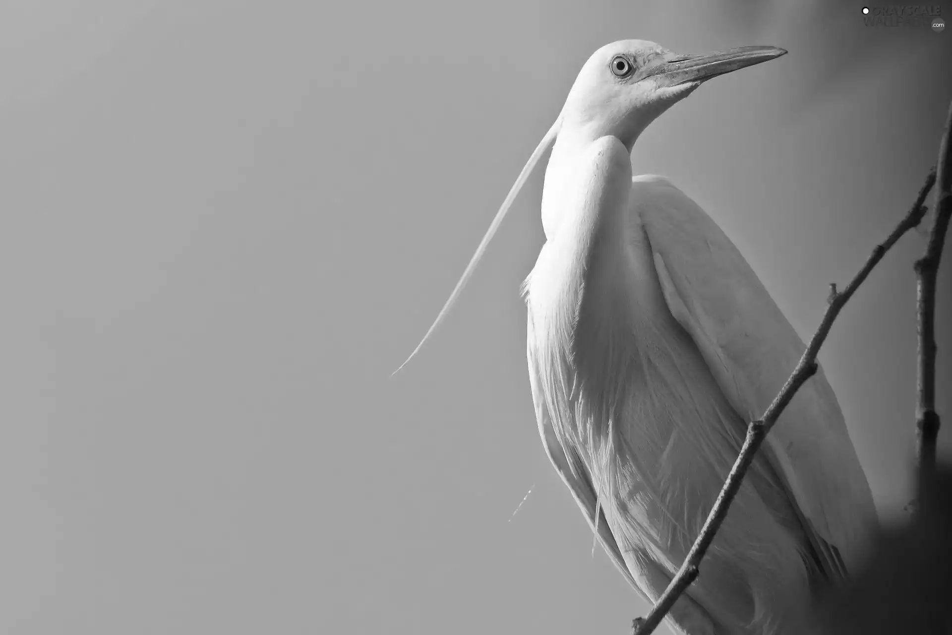 heron, Sky, Twigs