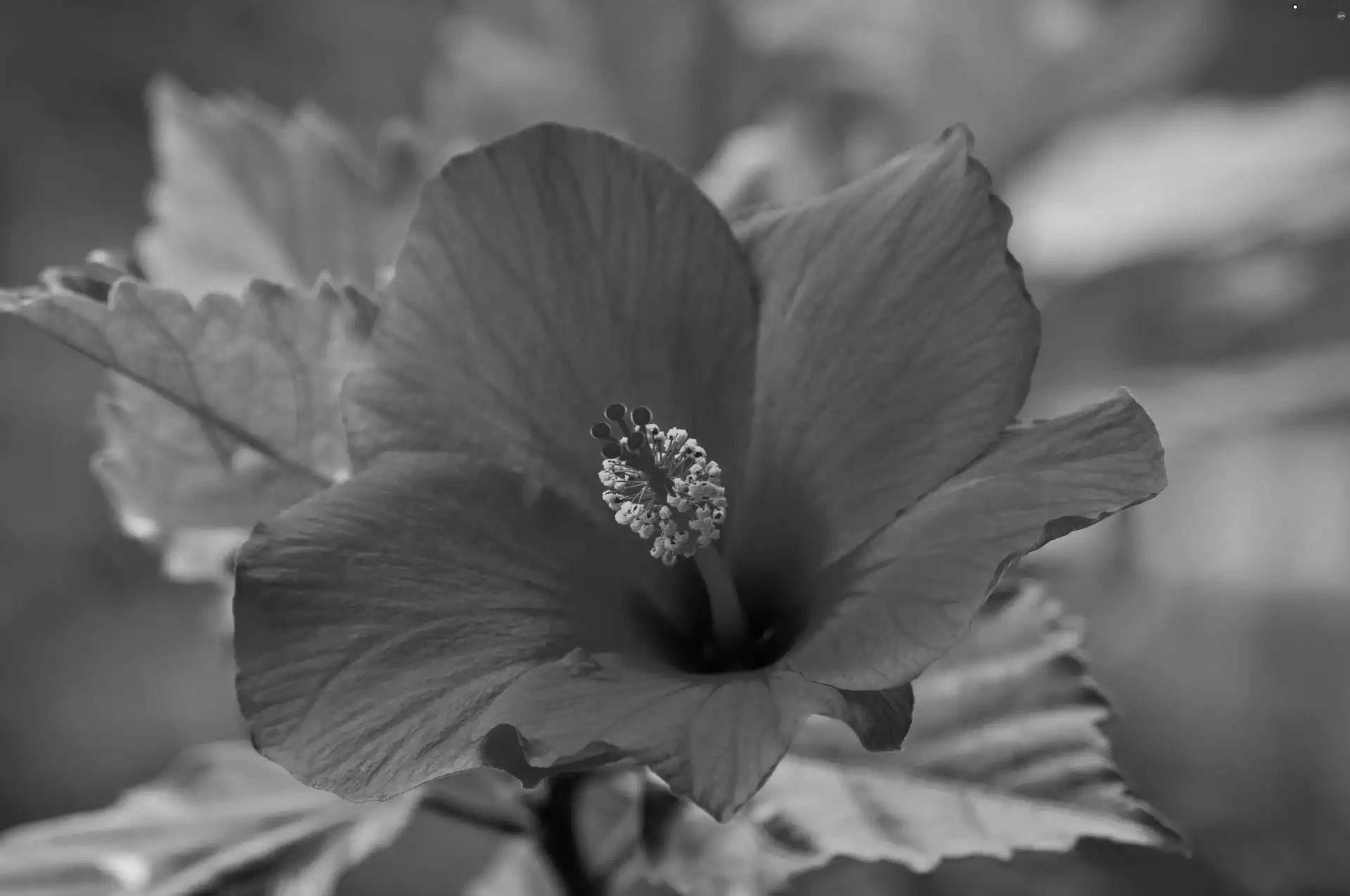 hibiskus