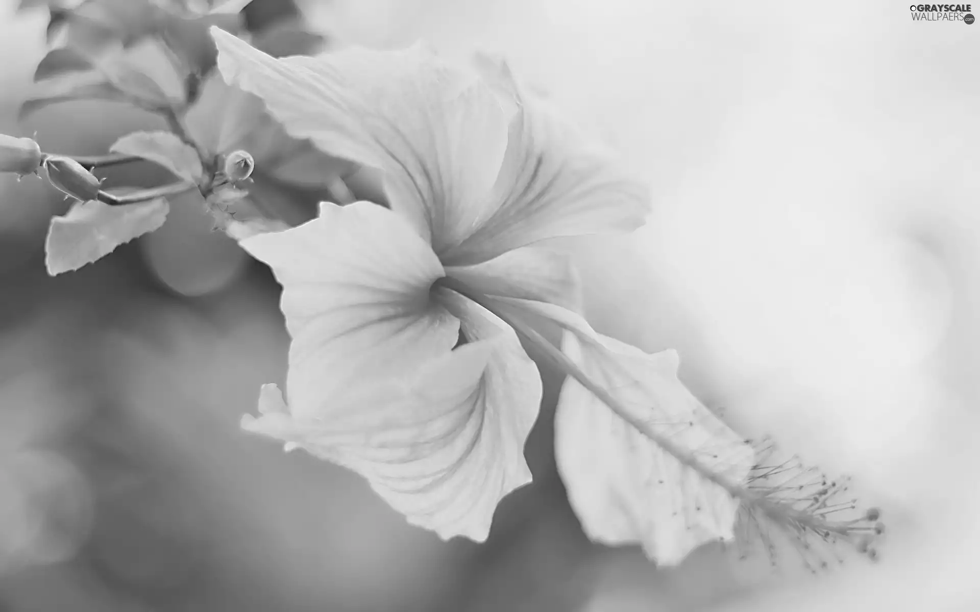 Beatyfull, Colourfull Flowers, hibiskus, exotic