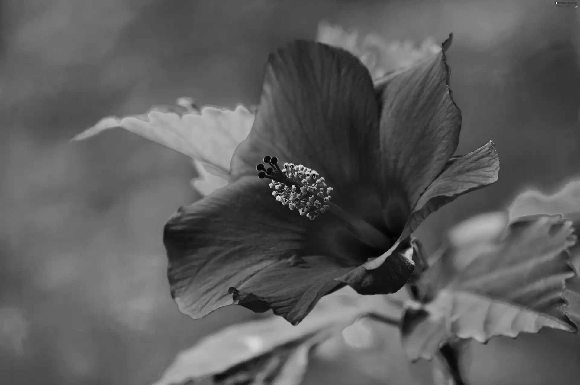 azure, Colourfull Flowers, hibiskus