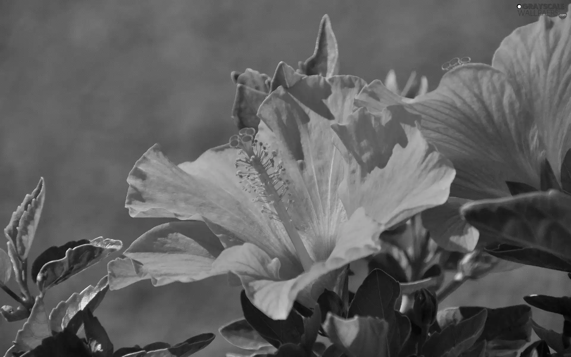 Orange, hibiskus