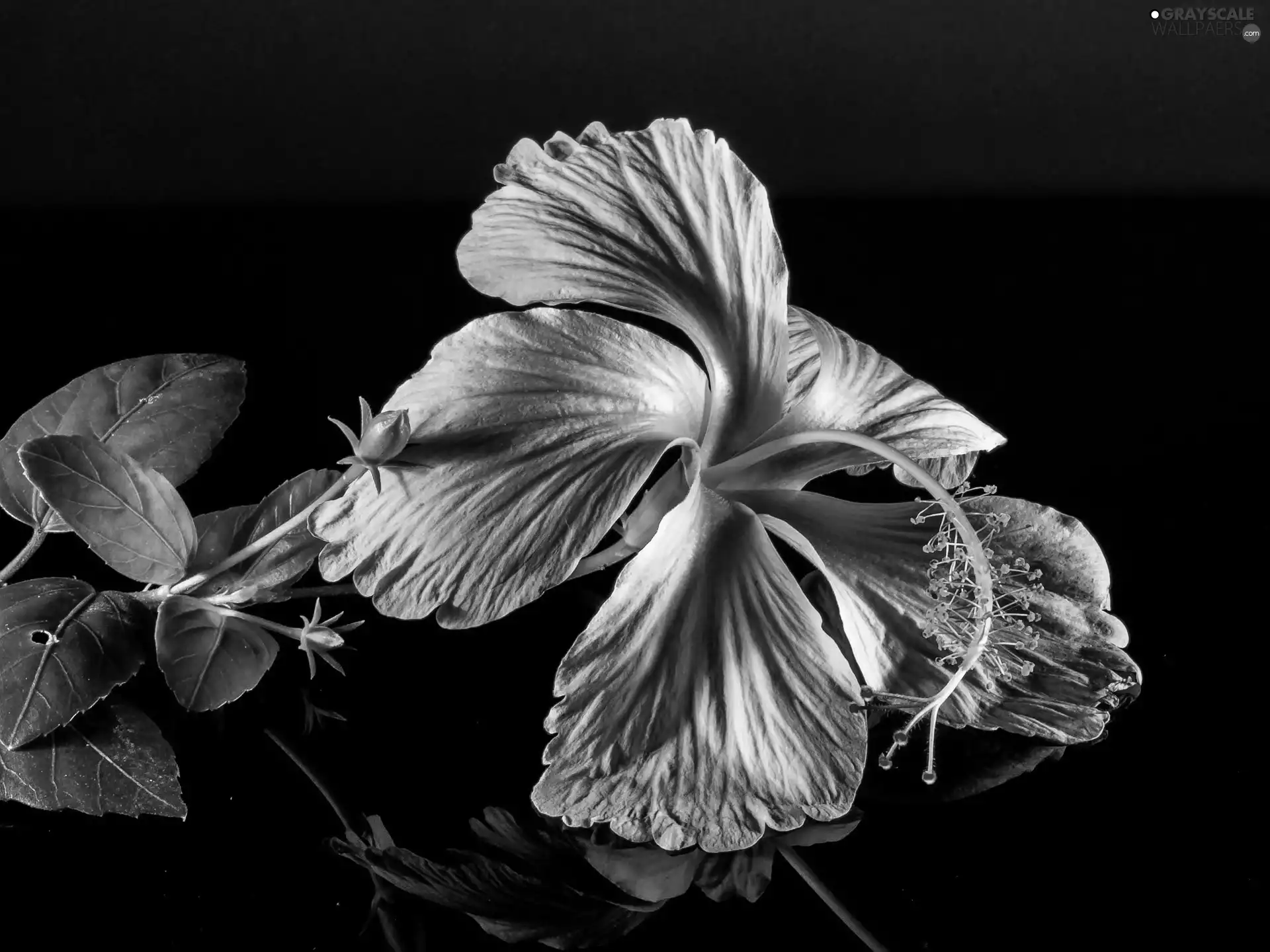 hibiskus, Flowers, Pink