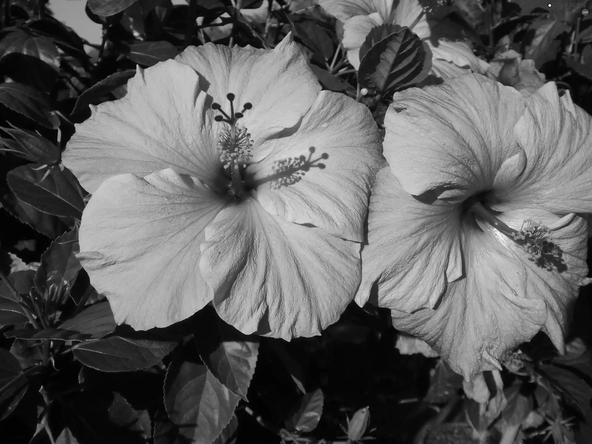 Pink, hibiskus