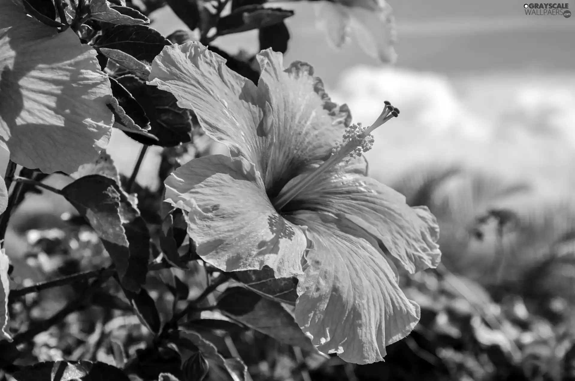 Yellow, hibiskus