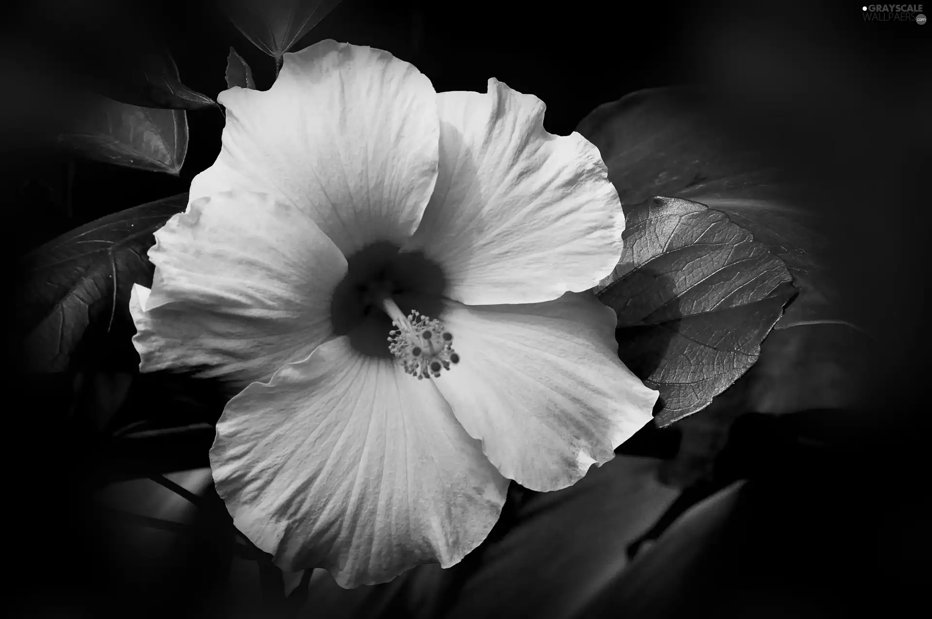 Yellow, hibiskus